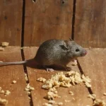 Common Signs of Rat Infestation and How Experts Can Help