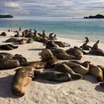A Living Laboratory of Evolution: Unveiling the Unparalleled Biodiversity of the Galápagos Islands