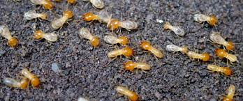 How Professional Termite Services Protect Irvine Properties from Hidden Damage