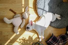 How Happy Dog Resort Ensures Safety and Comfort During Pet Boarding