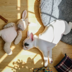 How Happy Dog Resort Ensures Safety and Comfort During Pet Boarding