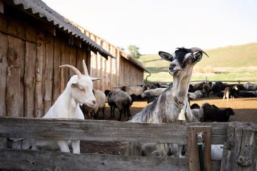 How Do Joint Supplements for Goats Help Prevent Arthritis and Swelling?