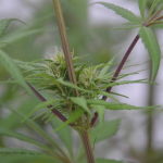 THCA Flower: How Heat, Labels, and Local Rules Shape the Experience