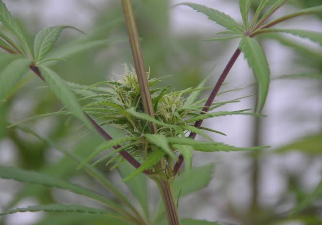 THCA Flower: How Heat, Labels, and Local Rules Shape the Experience